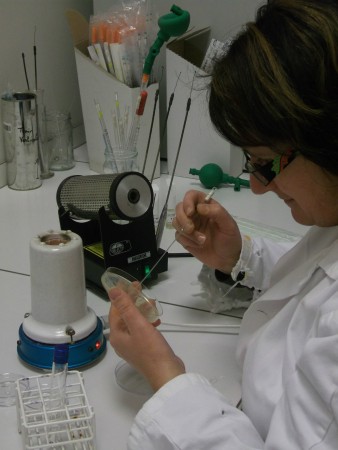 Prélèvement des 5 colonies